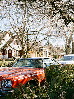 orange coupe parked under a tree, vehicle, transportation, automobile HD wallpaper