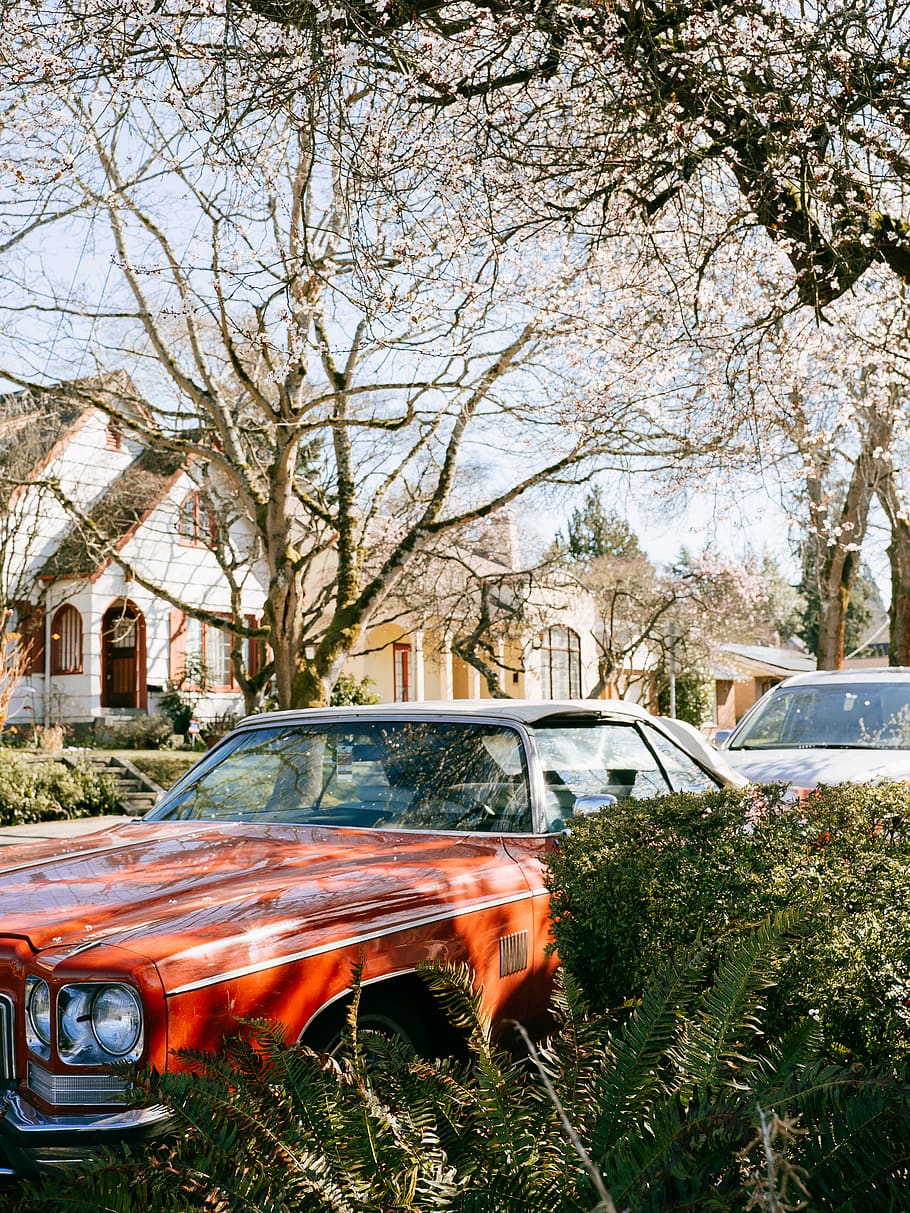 orange coupe parked under a tree, vehicle, transportation, automobile HD wallpaper