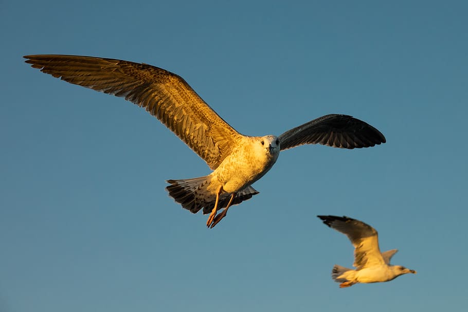 seagull, gulls, flight, wing, feather, plumage, bird, flying HD wallpaper
