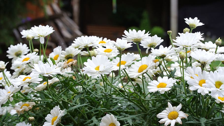 nature, summer, spring, flower, floral, background, garden HD wallpaper