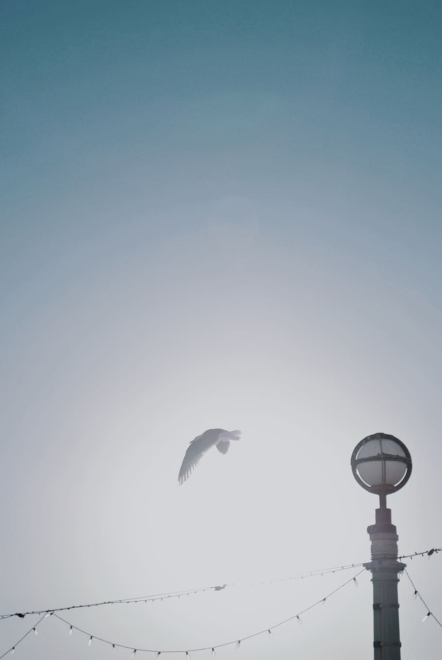 white bird during daytime, animal, flying, seagull, lamp post HD wallpaper