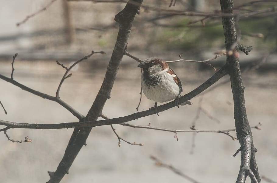sparrow, branch, close, bird, spring, nature, animals in the wild HD wallpaper