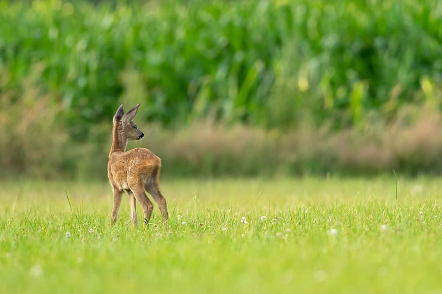 brown four-legged animal on grass field, deer, fawn, green, young, HD wallpaper