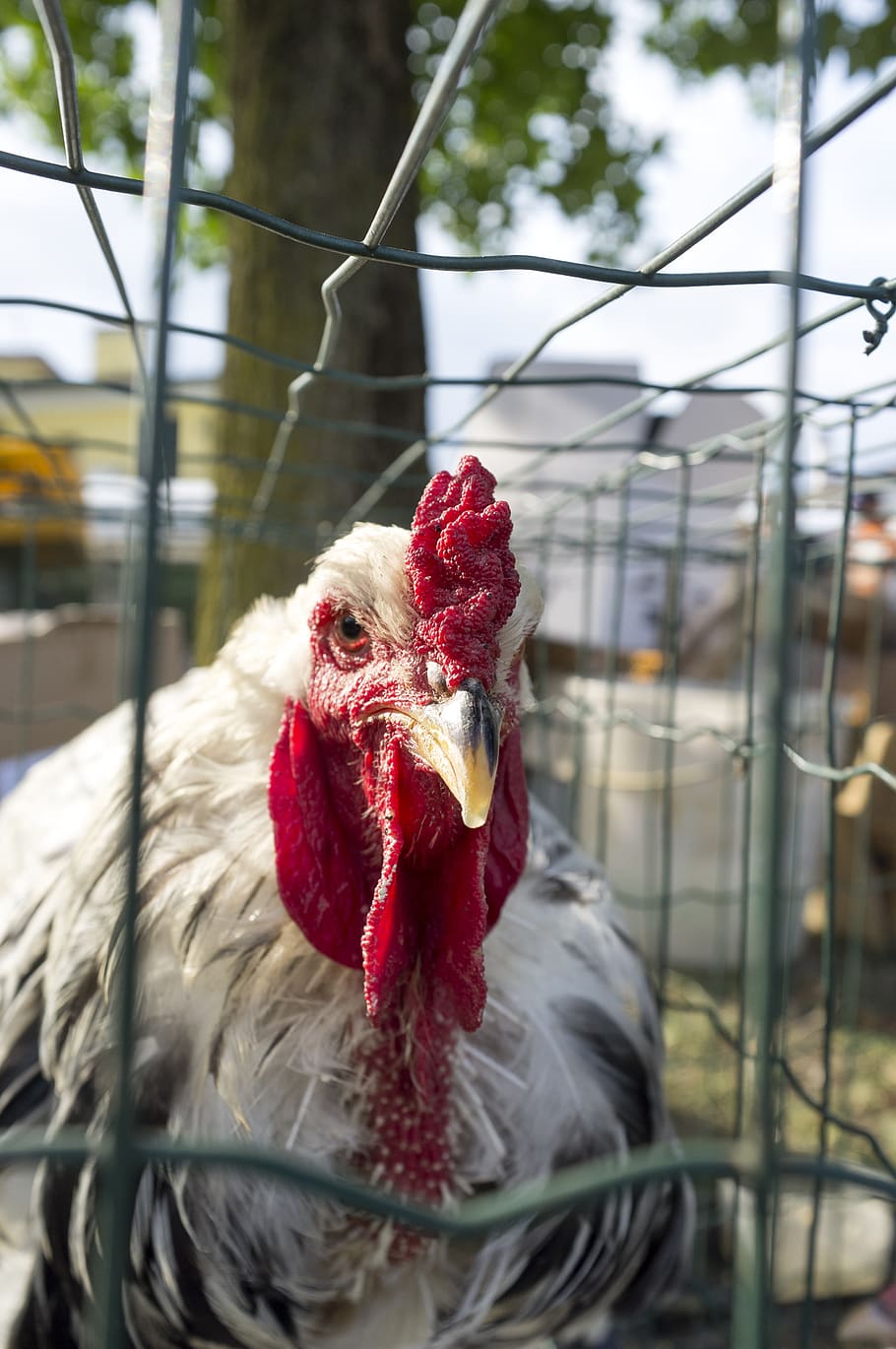 hen, red, plumage, chicken, feather, head, colorful, livestock HD wallpaper