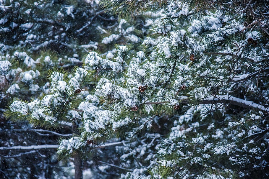 pine, snow, nature, winter, cold temperature, plant, tree, beauty in nature HD wallpaper