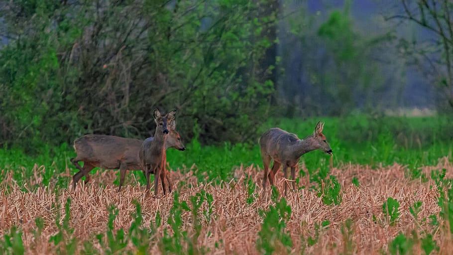 deer, animals, forest, nature, bambi, scheu, red deer, forest animal HD wallpaper