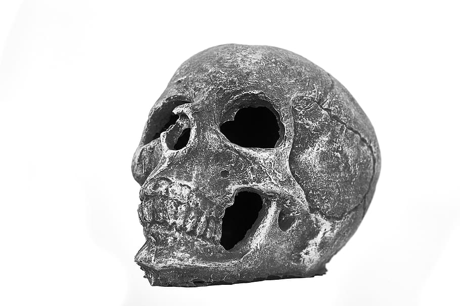 dry head, skeleton, horror, death, die, dead, bone, skull, bones HD wallpaper