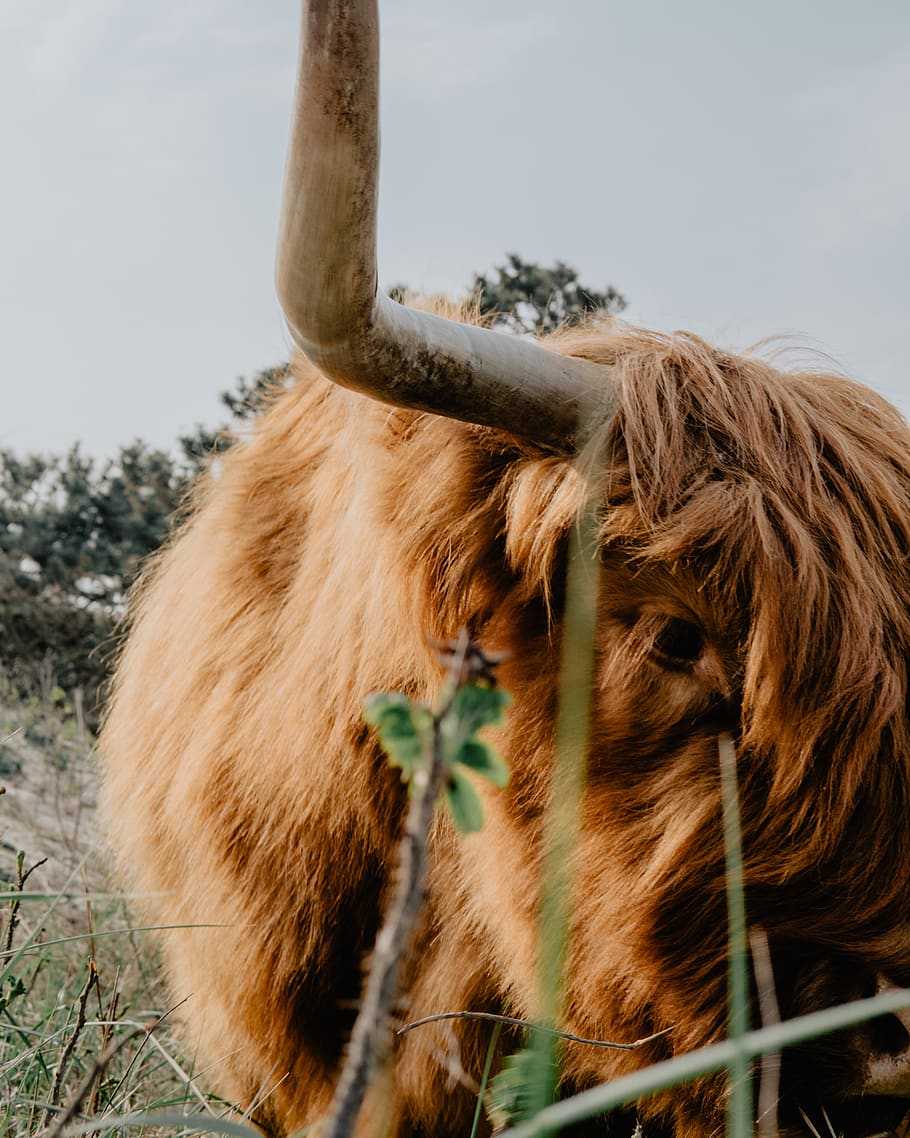 brown yak, lion, animal, mammal, wildlife, bull, cattle, the hague HD wallpaper