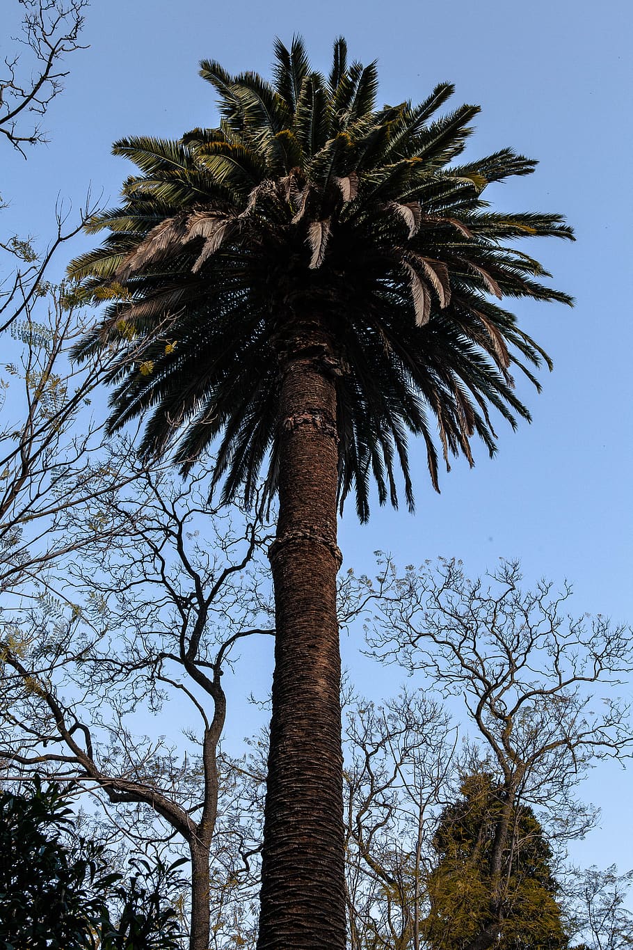 tree, plant, low angle view, tree trunk, sky, palm tree, growth HD wallpaper