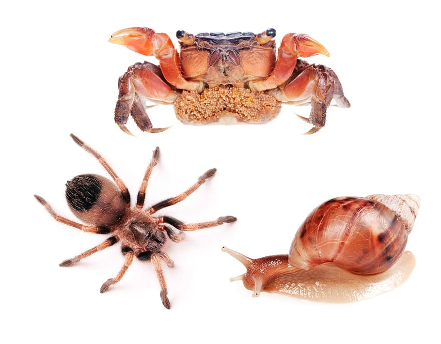crab, spider, isolated, white, close-up, macro, leg, fear, toxic HD wallpaper