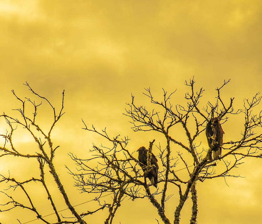 buzzards, birds, sunrise, dead tree, vulture, sky, yellow, animal wildlife HD wallpaper