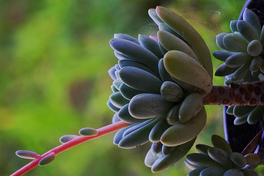 succulent, plant, close-up, human hand, growth, focus on foreground HD wallpaper