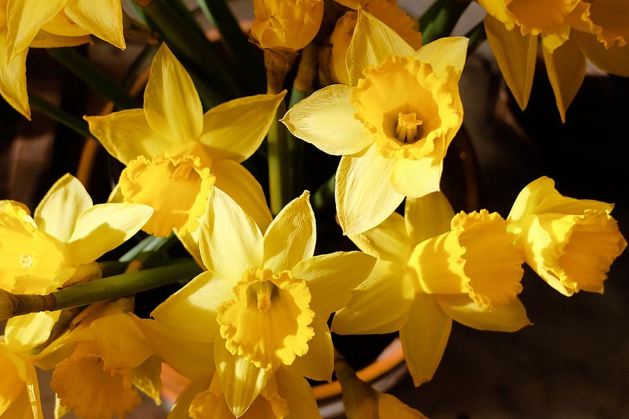 flower, flora, nature, yellow, daffodils, jonquille, colorful, HD wallpaper