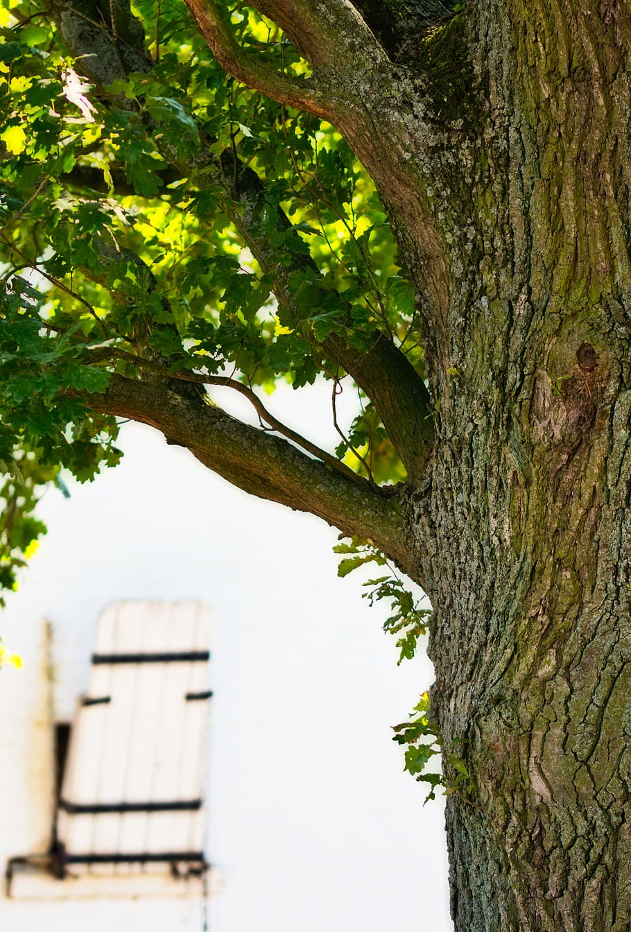 oak, tree, nature, leaves, green, background, plant, tree trunk HD wallpaper