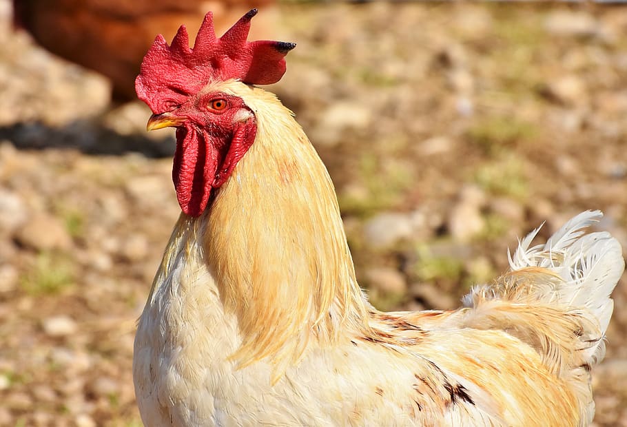 hahn, rooster head, crow, poultry, eye, comb, chicken, gockel HD wallpaper