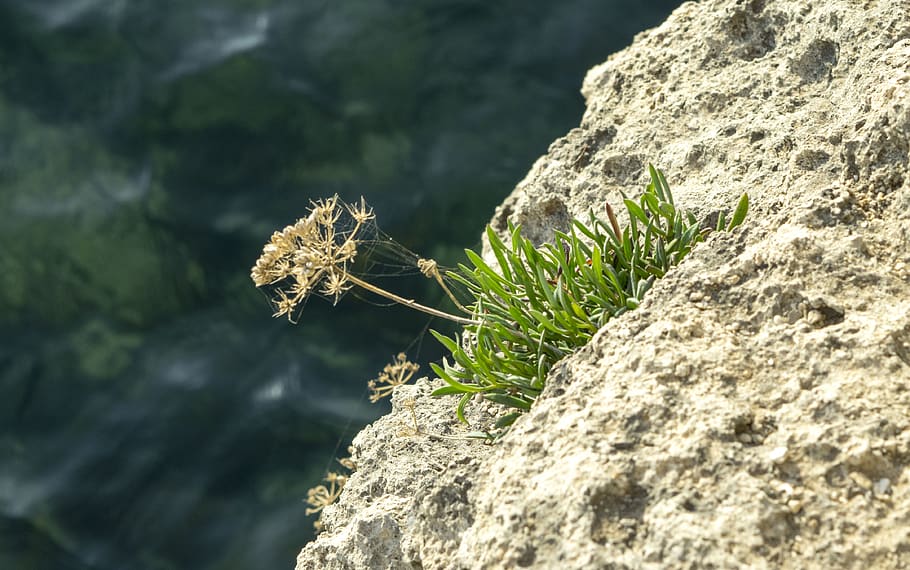 italy, monopoli, rock, rock - object, solid, plant, nature HD wallpaper