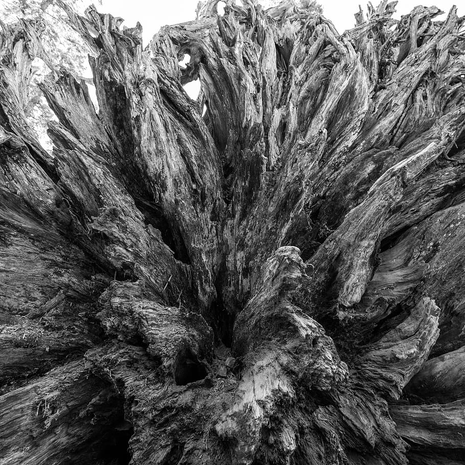 tree, roots, sequoia, dead, no people, nature, textured, plant HD wallpaper