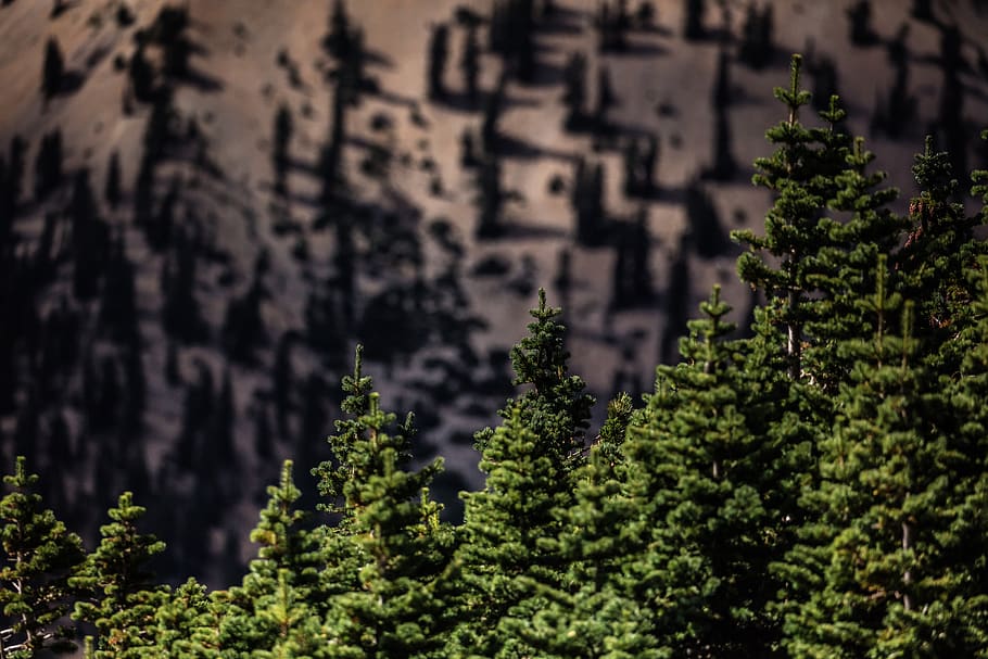 mountains, patrick hendry, utah, depth, pine tree, forest, plant, HD wallpaper
