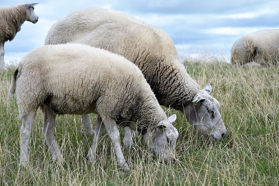 sheep, browser, zeedijk, cattle, mammal, animal themes, livestock HD wallpaper