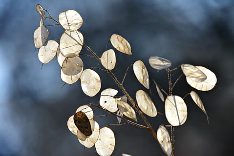 HD wallpaper: honesty, plant, seed pods, money plant, silver chinese coins | Wallpaper Flare
