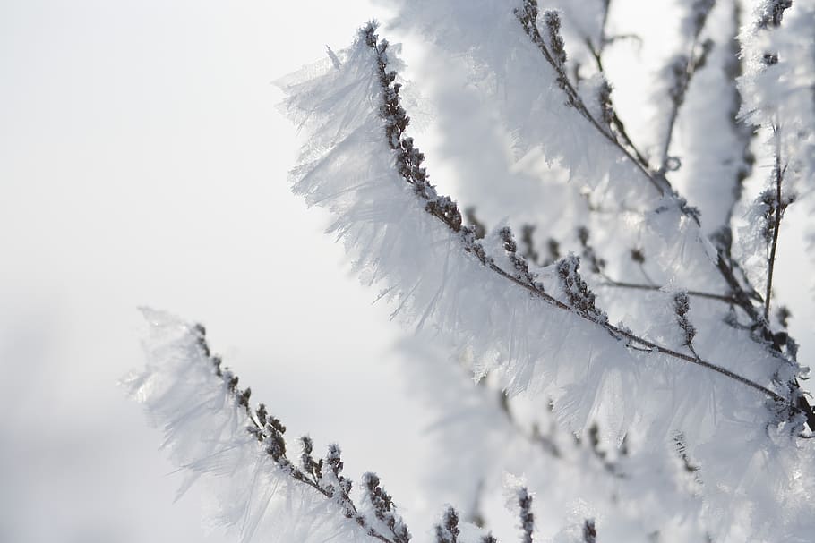 winter, cold, frost, white, snow, snowflake, branch, winter forest HD wallpaper
