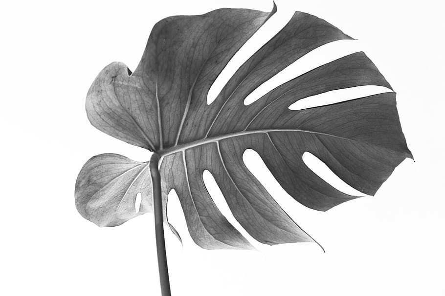 monstera, leaf, plant, botanica, monstera deliciosa, vulnerability, HD wallpaper