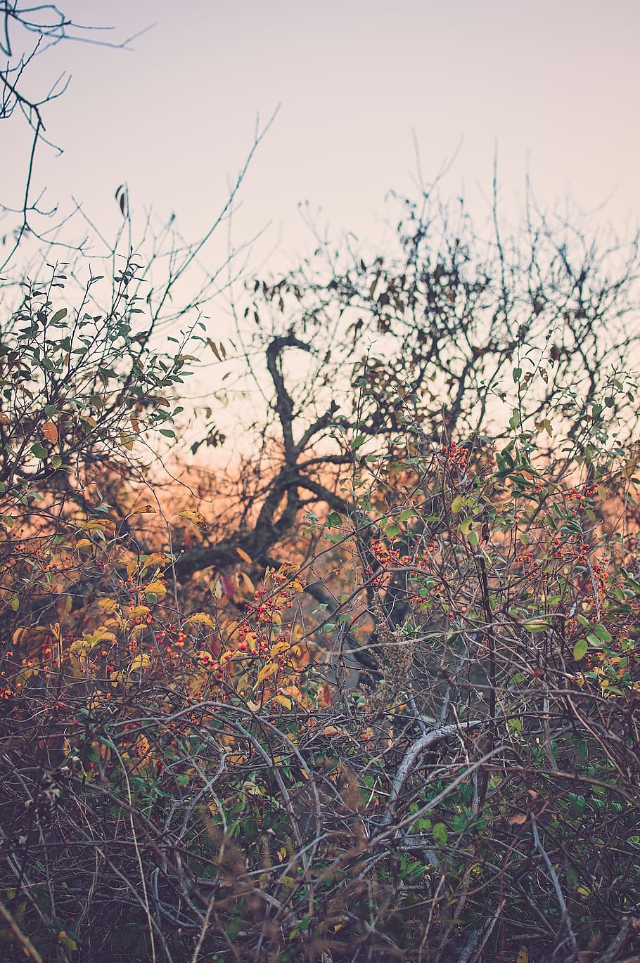 nature, wild, plant, tree, sky, tranquility, beauty in nature HD wallpaper