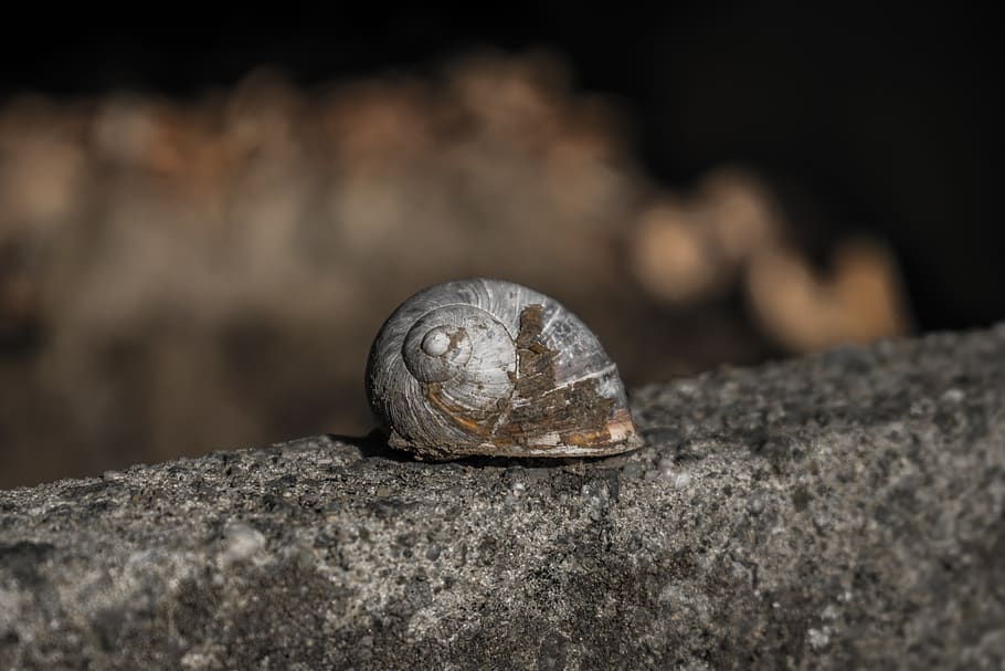 belgium, oudenaarde, eine, shell, animal, animal wildlife, animal themes HD wallpaper