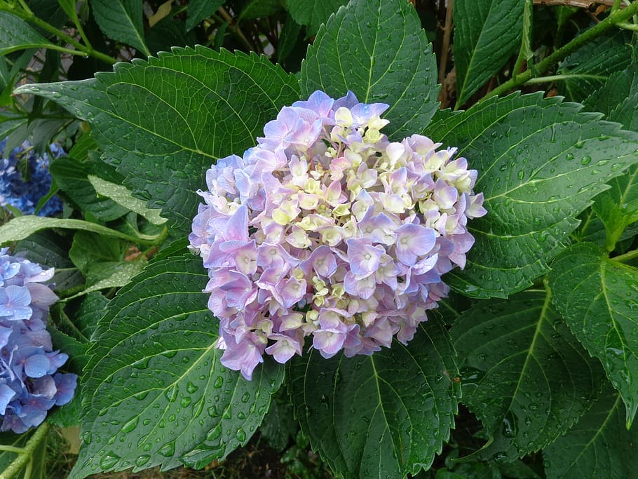 flower, hydrangea, lilac, green, bush, summer, flowering plant HD wallpaper
