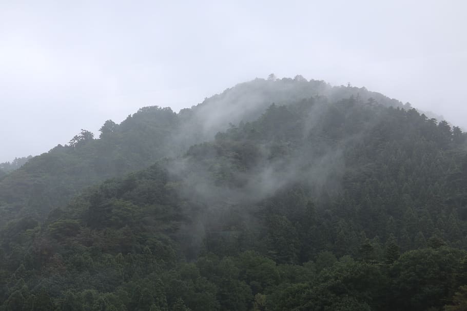 trees, clouds, misty forest, japan, nature, fog, plant, mountain HD wallpaper
