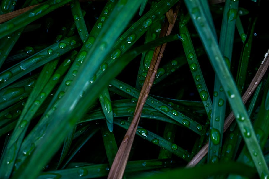 water, dew, drops, wallpaper, beautiful, green, grass, dew drops on a grass HD wallpaper
