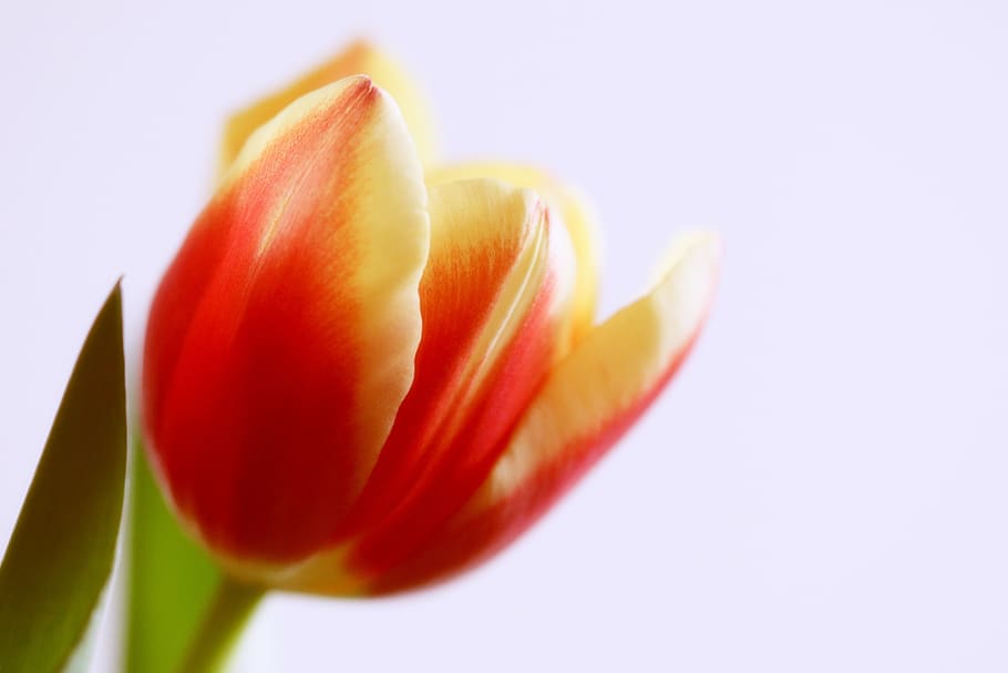 tulip, flower, spring, red, plant, nature, blossomed, green HD wallpaper