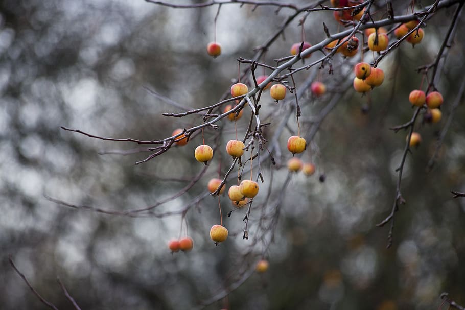 autumn, apple, fruit, apples, nature, tree, garden, red, in the fall HD wallpaper