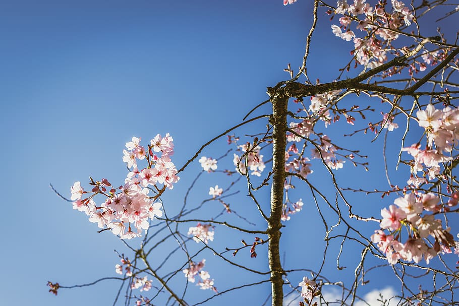 white flowers, plant, flora, blossom, cherry blossom, new zealand HD wallpaper