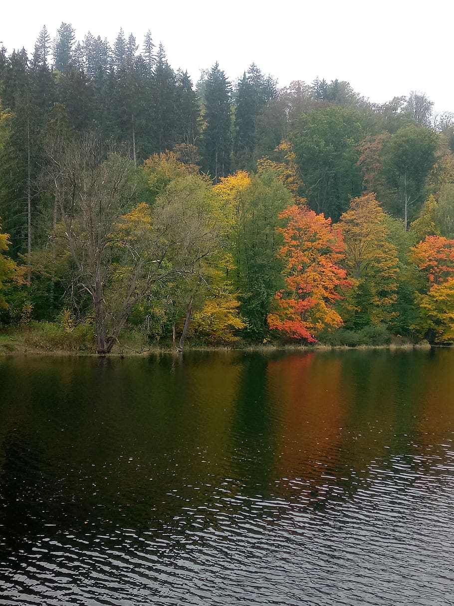 autumn forest, thuringia germany, lake, trees, leaves, water HD wallpaper