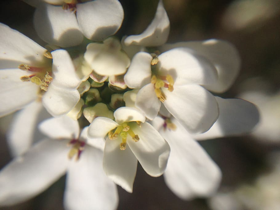 white, flower, bloom, nature, macro, detail, clean, blossom HD wallpaper