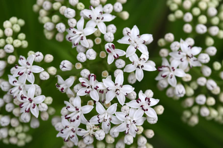 flower, white, bundle, bouquet, nature, spring, flowering plant HD wallpaper