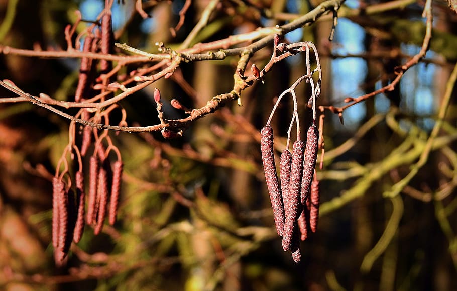 cones, forest, tree, nature, winter, plant, focus on foreground HD wallpaper