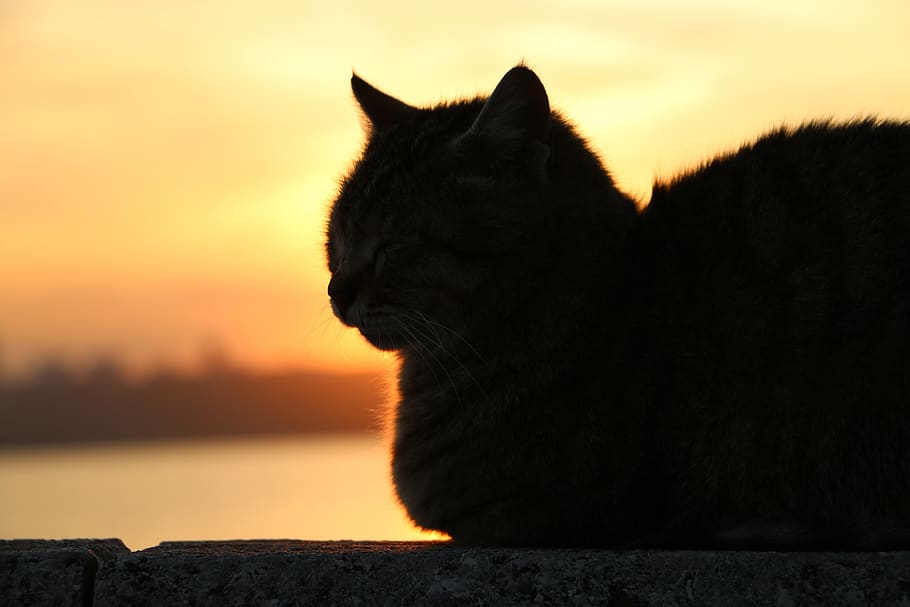 cat, sunset, animal, mammal, one animal, pets, domestic, domestic animals, HD wallpaper