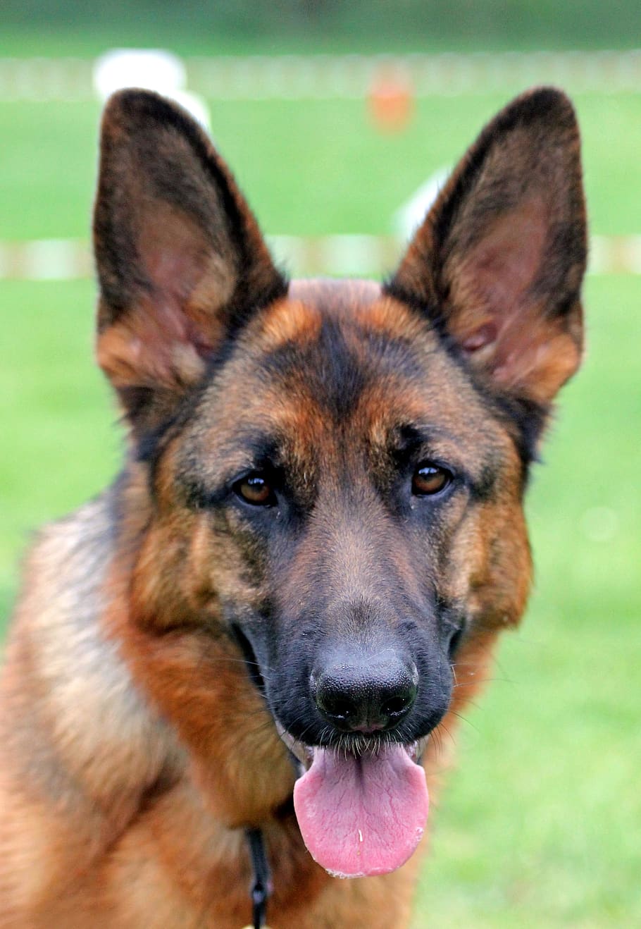 Black and Brown Dog Selective Focus Photographyt, adorable, animal HD wallpaper