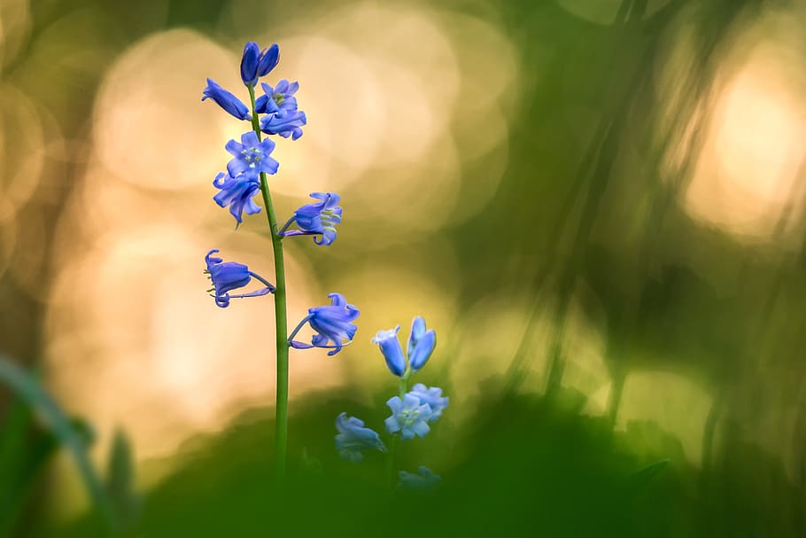 netherlands, walem, forest, flower, plant, spring, boshyacinth HD wallpaper