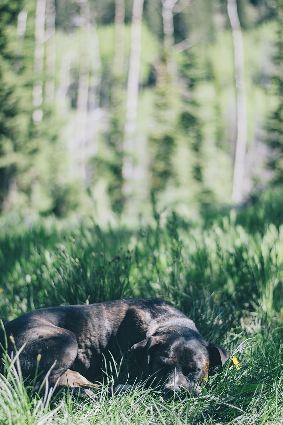 short-coated black dog, plant, animal themes, mammal, one animal HD wallpaper