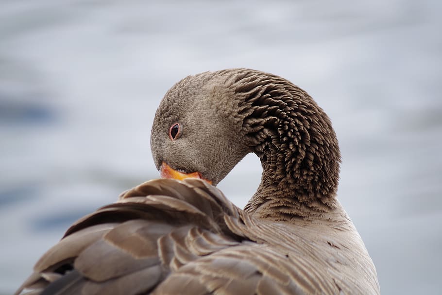 greylag goose, plumage, poultry, water bird, nature, animal, HD wallpaper