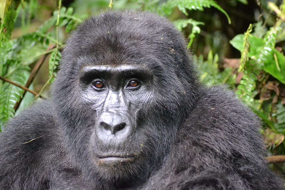 gorilla, mountain gorilla, bwindi, uganda, rainforest, animal world HD wallpaper
