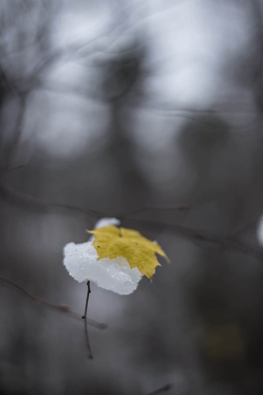 united states, duluth, minimalism, tree, leaf, winter, autumn HD wallpaper