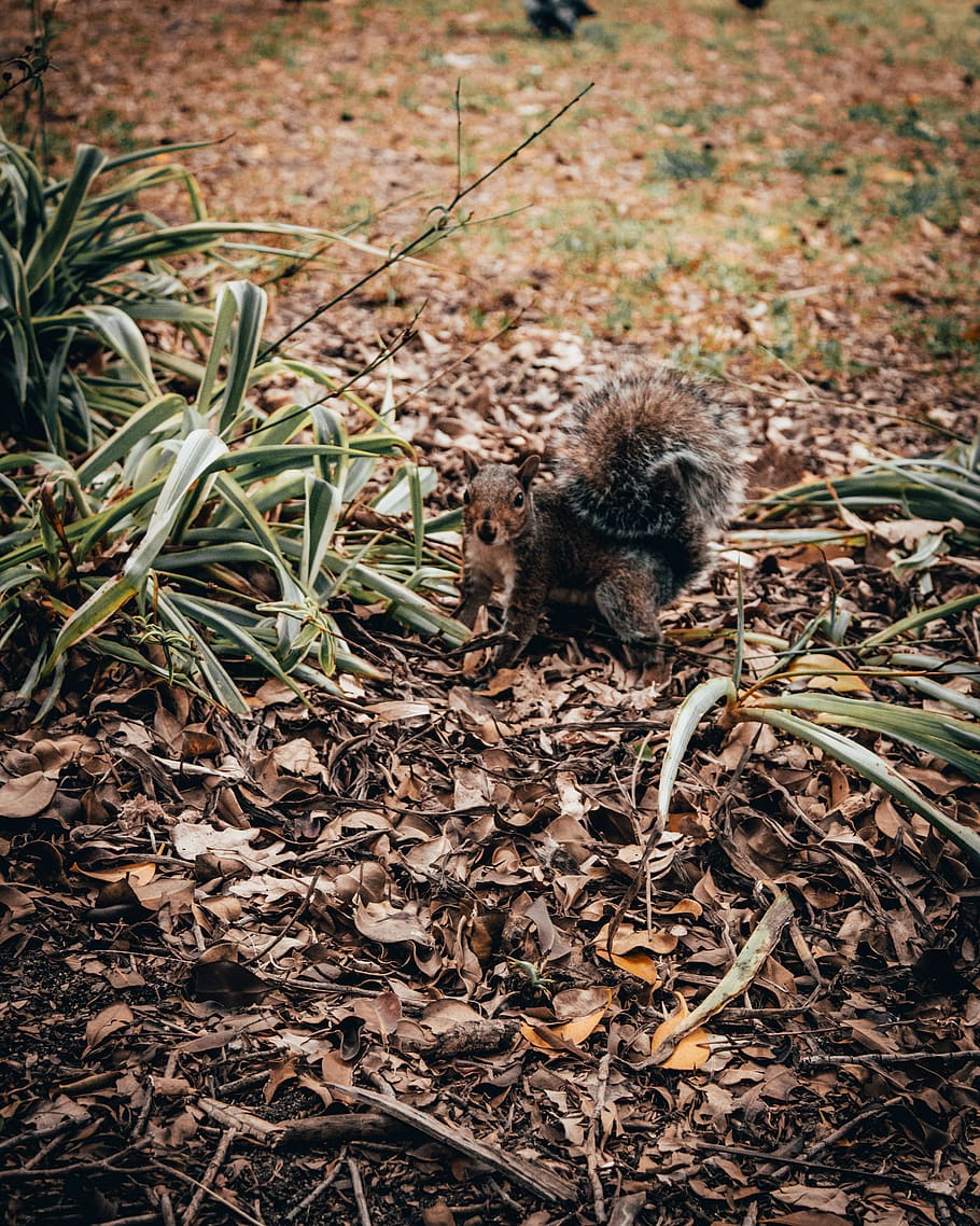 squirrel on brown leaf field, mammal, animal, rodent, south africa HD wallpaper