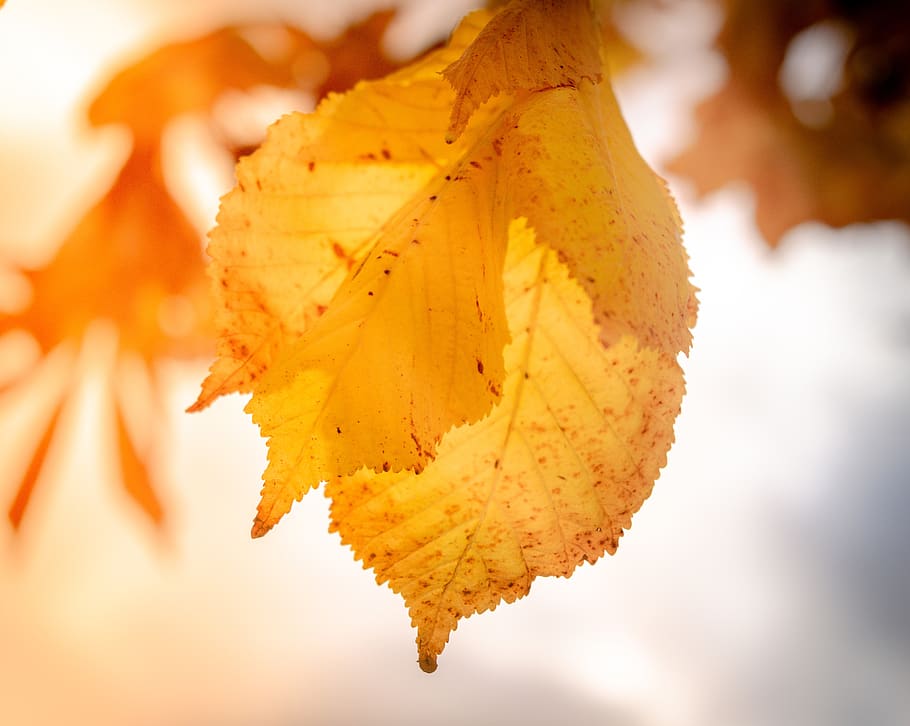 nature, leaves, leaf, tree, autumn, fall, natural, colorful HD wallpaper