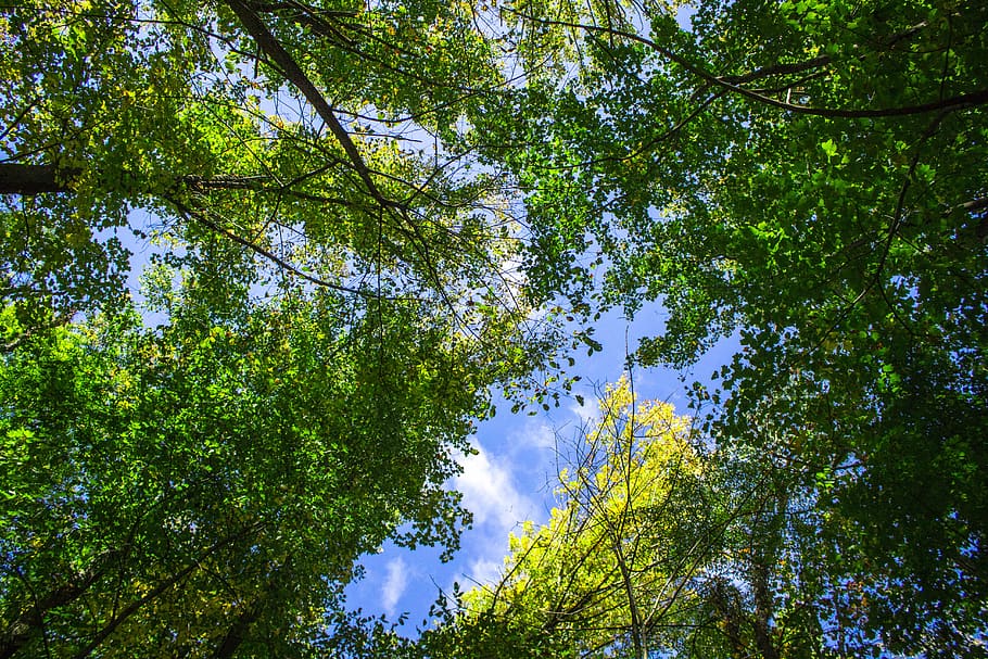 trees, green, nature, natural, sky, plant, growth, beauty in nature HD wallpaper