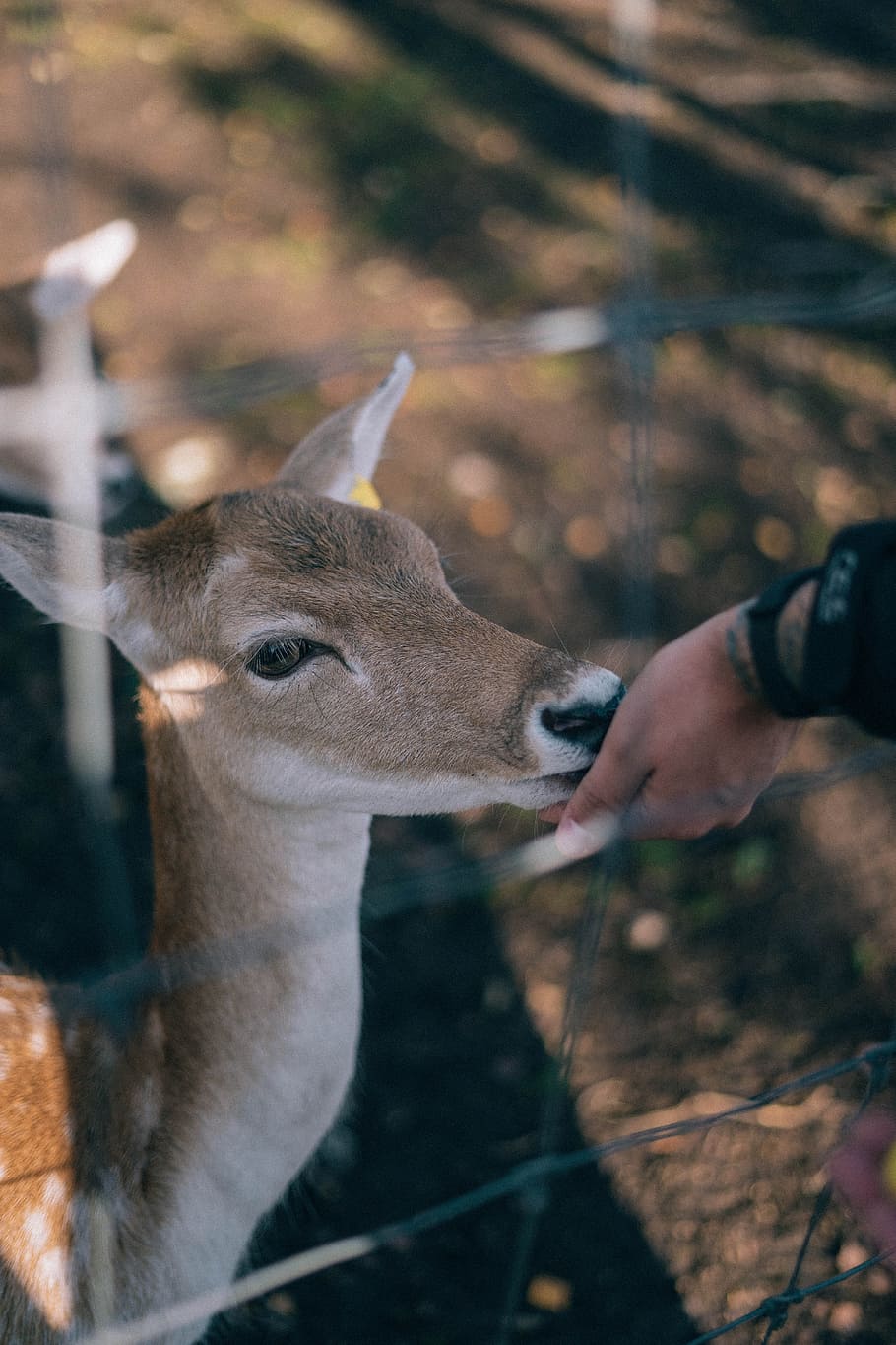 person feeding brown animal, deer, fence, hand, head, eye, bambi HD wallpaper