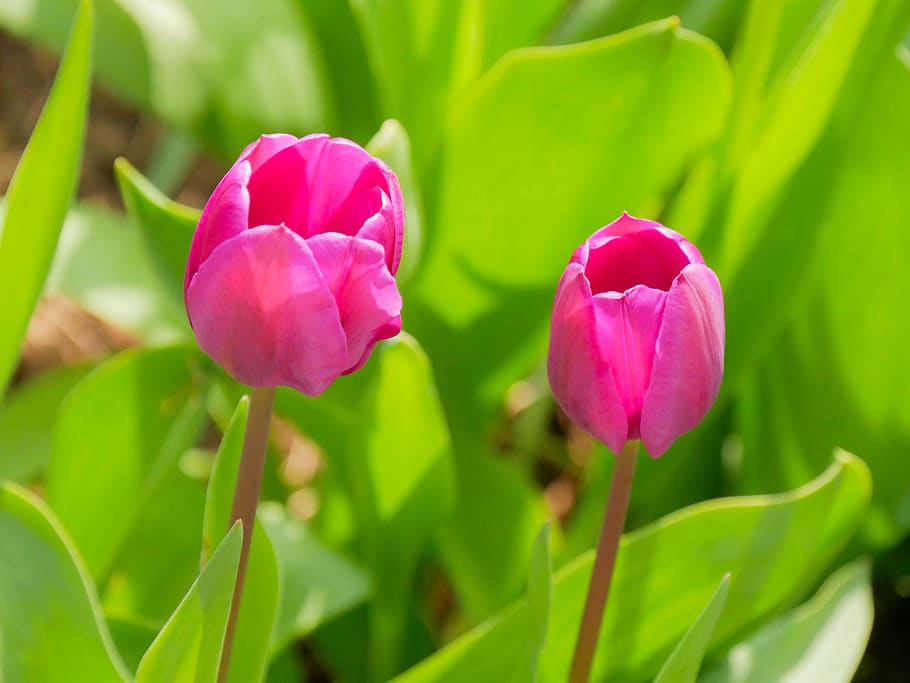 tulip, spring, easter, flowering plant, beauty in nature, petal HD wallpaper